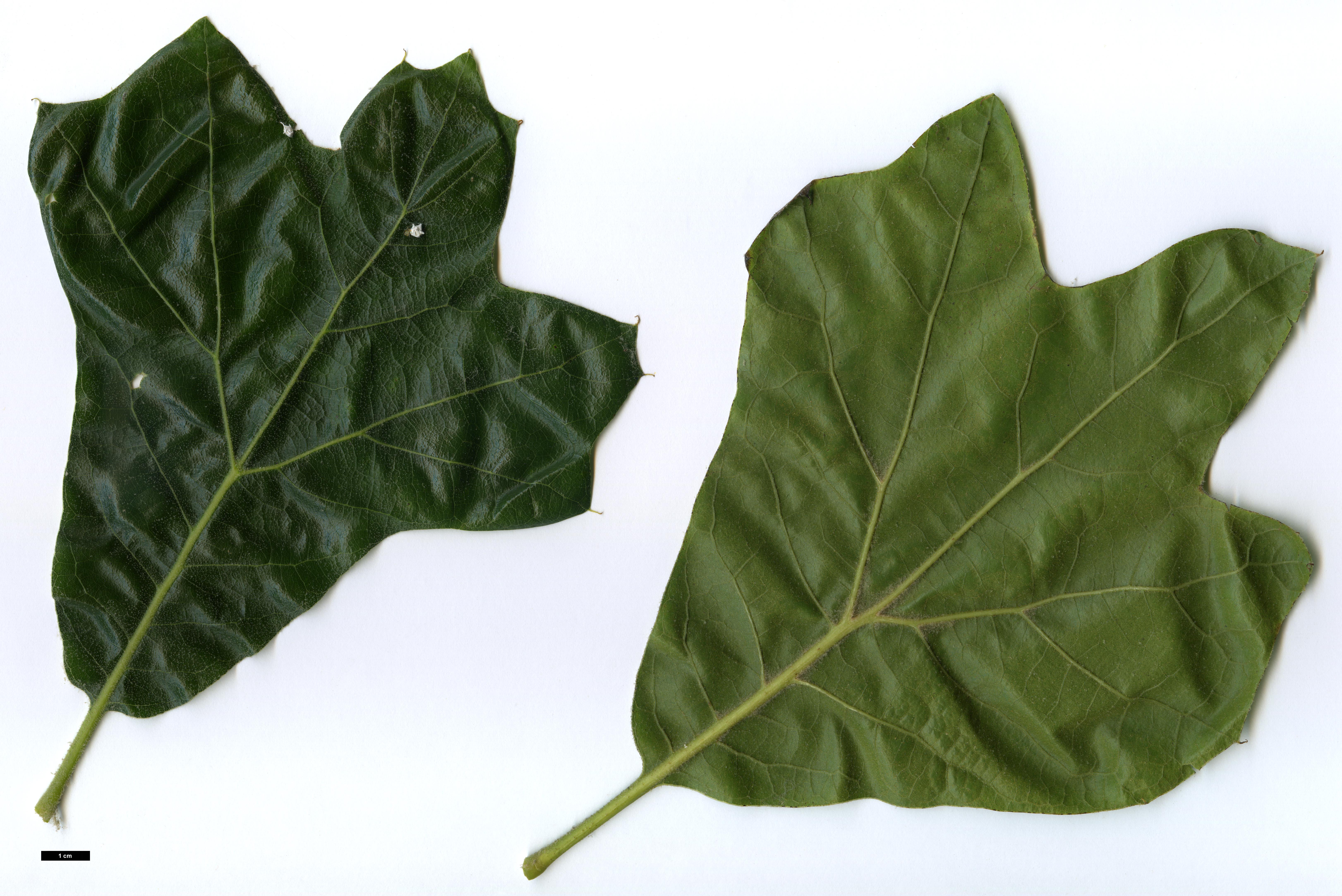 High resolution image: Family: Fagaceae - Genus: Quercus - Taxon: ×bushii - SpeciesSub: 'Seattle Trident' (Q.marilandica × Q.velutina)